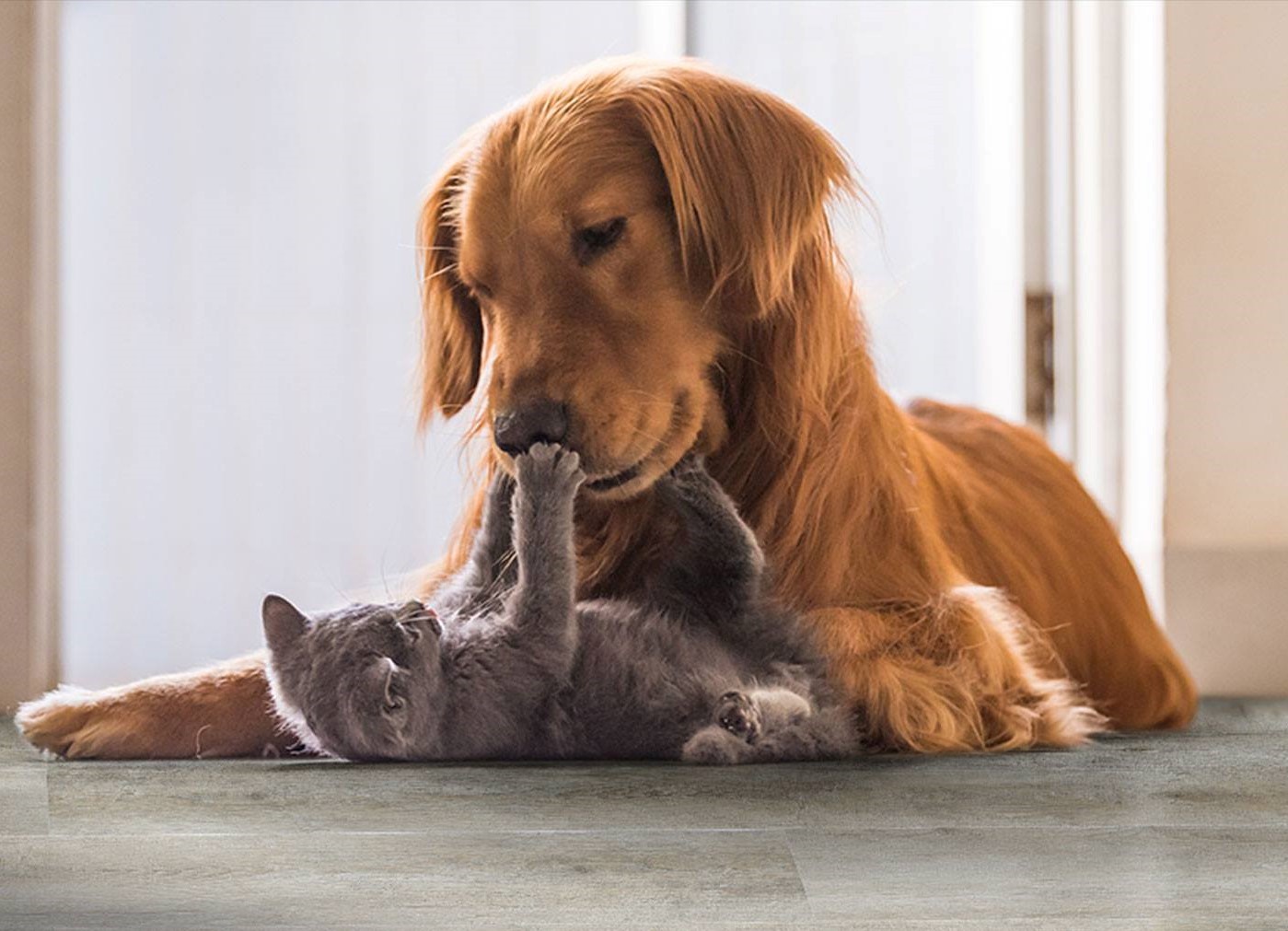 Cachorro e gato brincando sobre piso vinílico com estampa amadeirada clara