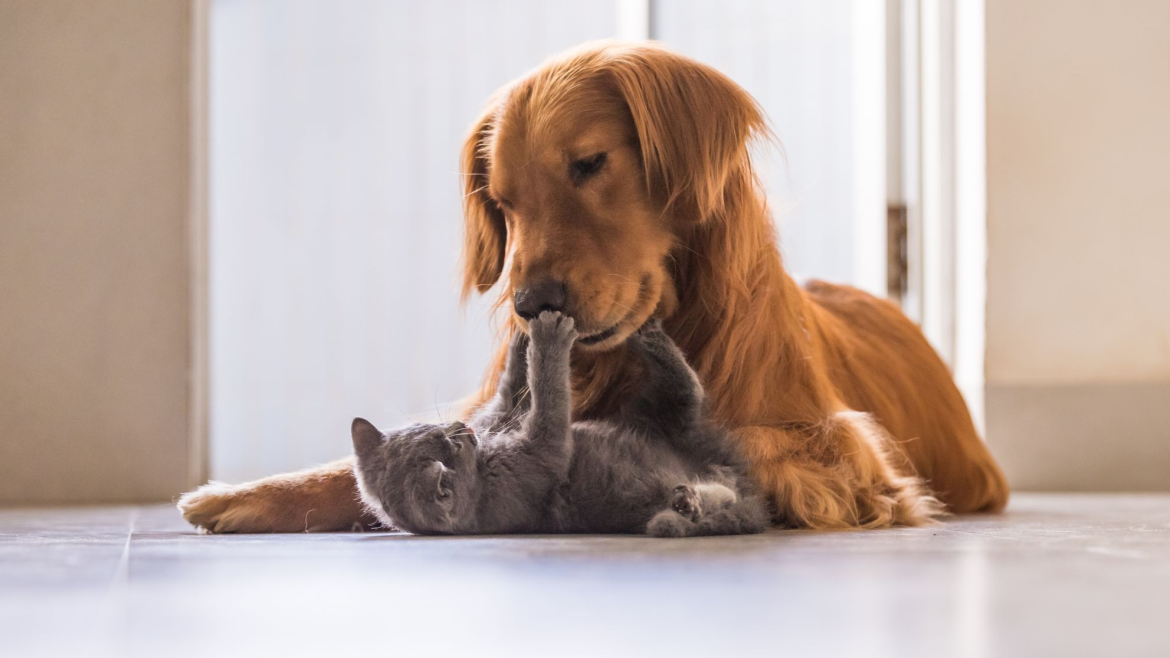 Qual o melhor piso para casas com pets? O que avaliar na escolha de um piso pet-friendly