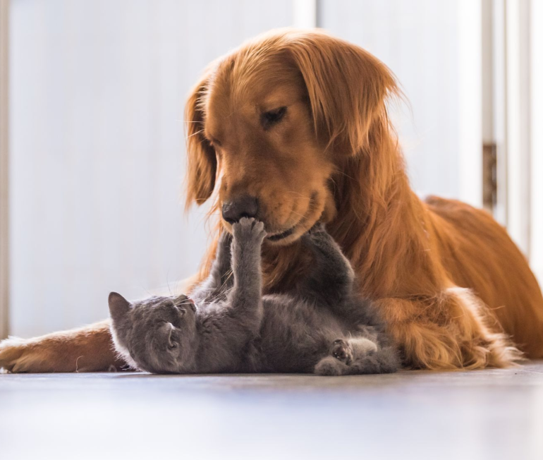 Qual o melhor piso para casas com pets? O que avaliar na escolha de um piso pet-friendly