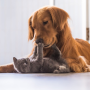 Qual o melhor piso para casas com pets? O que avaliar na escolha de um piso pet-friendly